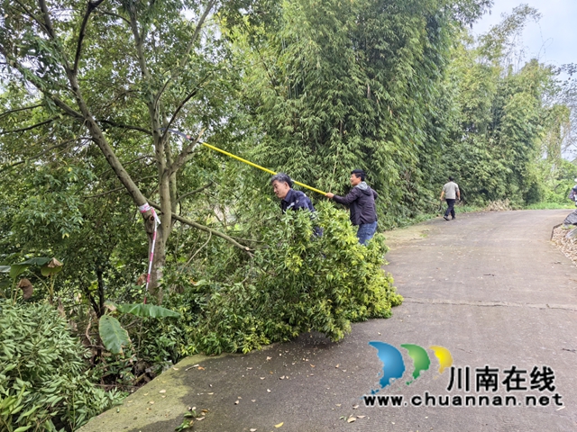 “剪”除隐患畅出行，美化乡村护平安｜龙马潭区鱼塘街道王庄村开展道路树枝集中清理行动
