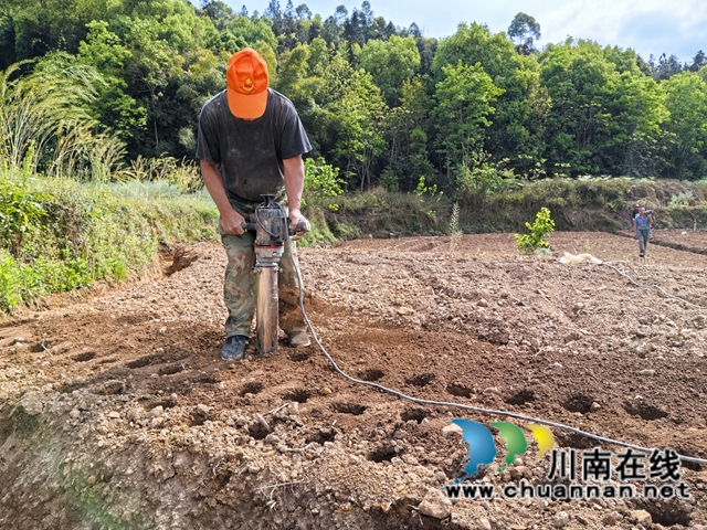 聘请专家现场坐镇指挥|泸县牛滩镇生姜洞栽技术赋能特色产业振兴(图3) 生姜打洞(曾佐然摄).jpg