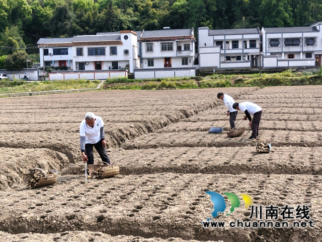 聘请专家现场坐镇指挥|泸县牛滩镇生姜洞栽技术赋能特色产业振兴(图4) 生姜放种(曾佐然摄).jpg