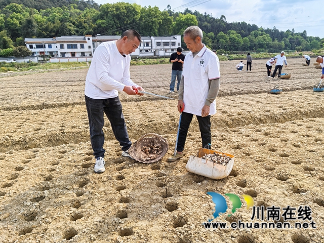 聘请专家现场坐镇指挥|泸县牛滩镇生姜洞栽技术赋能特色产业振兴(图1) 周兴海指导放生姜种子(曾佐然摄).jpg