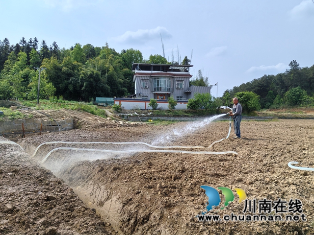 聘请专家现场坐镇指挥|泸县牛滩镇生姜洞栽技术赋能特色产业振兴(图5) 生姜浇水(曾佐然摄).jpg