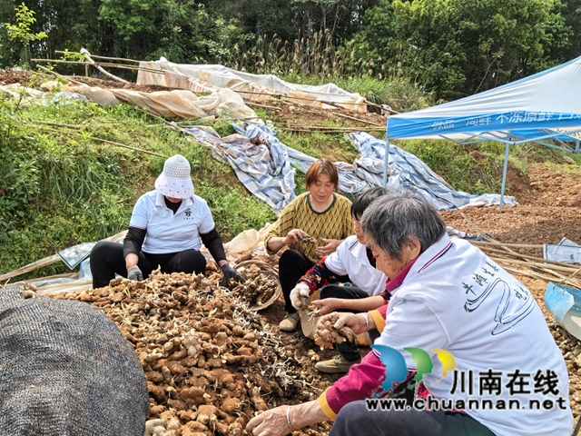 聘请专家现场坐镇指挥|泸县牛滩镇生姜洞栽技术赋能特色产业振兴(图2) 生姜选种(曾佐然摄).jpg