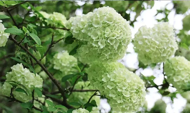 春光正好！巴妹儿推荐坐泸州公交去这些地方踏青郊游