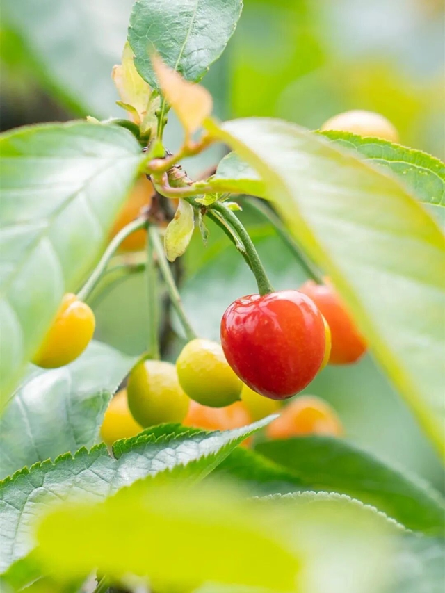 桃5.jpg