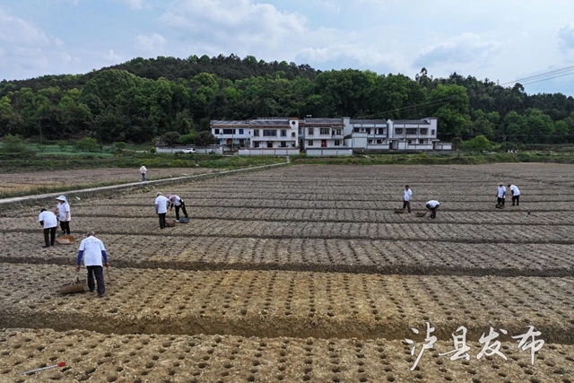“姜”有好“钱”景！泸县牛滩生姜今年预计亩产5000斤以上