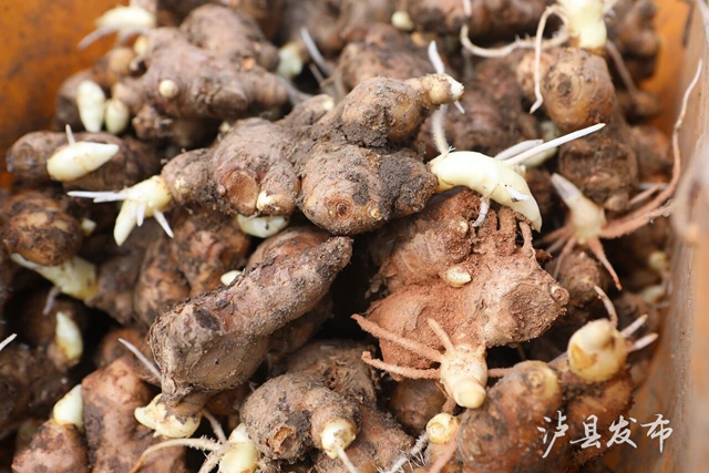 牛10.jpg