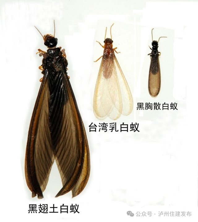 白1.jpg