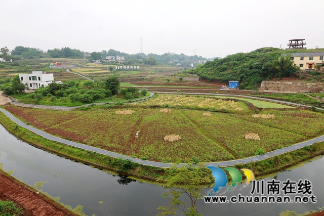 龙马潭：445亩油菜丰收轮作忙 一地多收助农兴