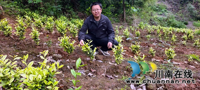 图2：易榆坪介绍茶叶初见效益.jpg