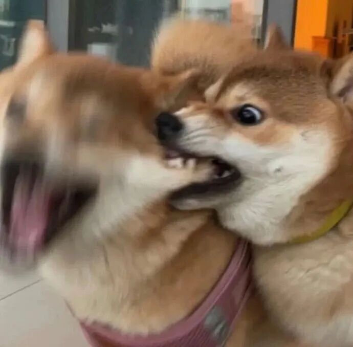 被这些小可爱“亲”了？别慌！有些真不用打狂犬疫苗！