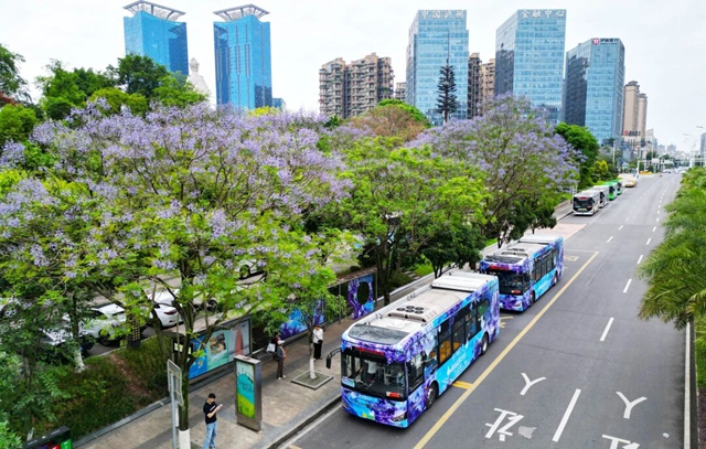 音乐节与蓝花楹邂逅，泸州公交载您感受浪漫酒城