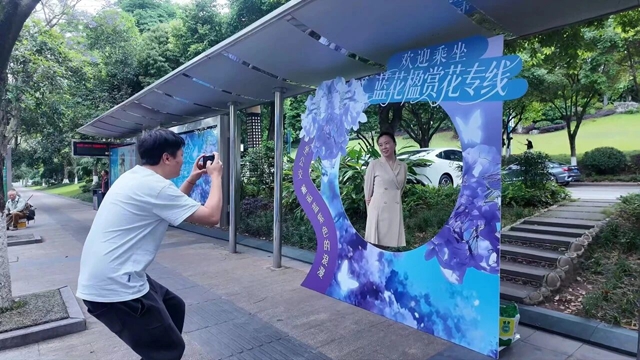 蓝花楹花开正当时，乘公交邂逅酒城限定浪漫