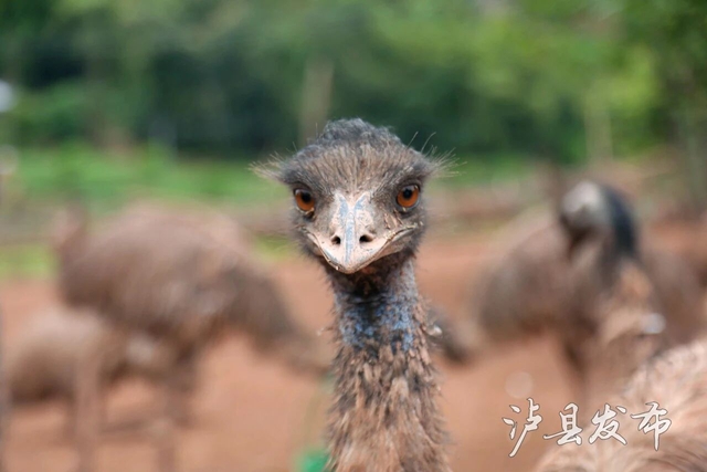 蛋1.jpg