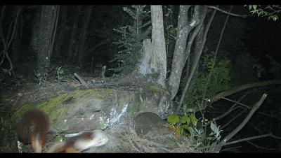 2.gif