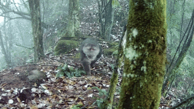 5.gif