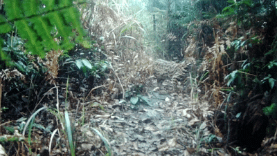7.gif
