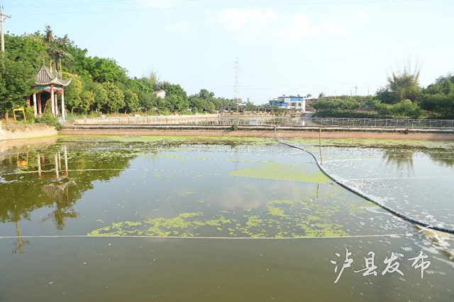 150万尾浙江虾苗落户泸县！预计产值200万元