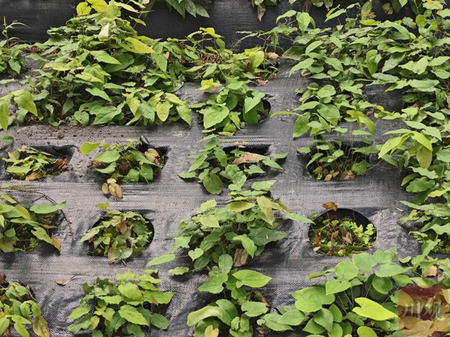 宜宾林下经济年产值超46亿元