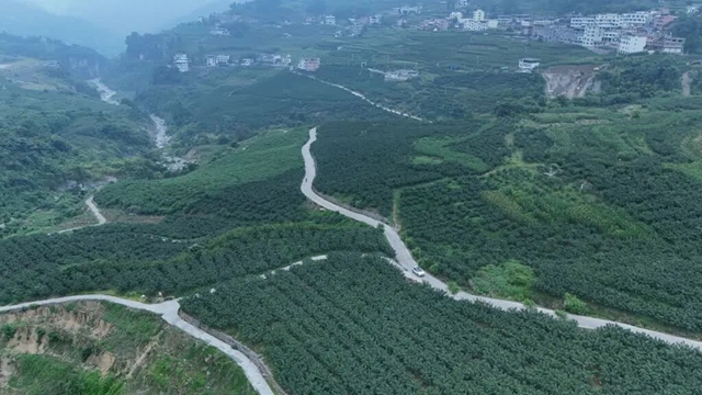 谁懂啊！我被古蔺这2000亩花椒香迷糊了......