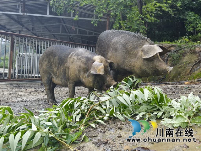 古蔺“跑山猪”成“网红” 网友催促:上链接!(图2) 2.jpg