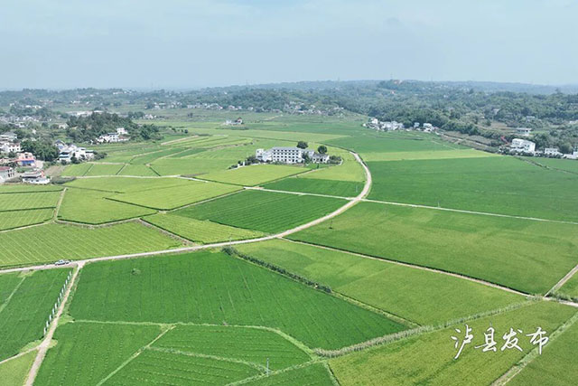 无人机赶花VS拉绳赶花!泸县稻田里藏着热闹的夏耕图景(图4) 4.jpg