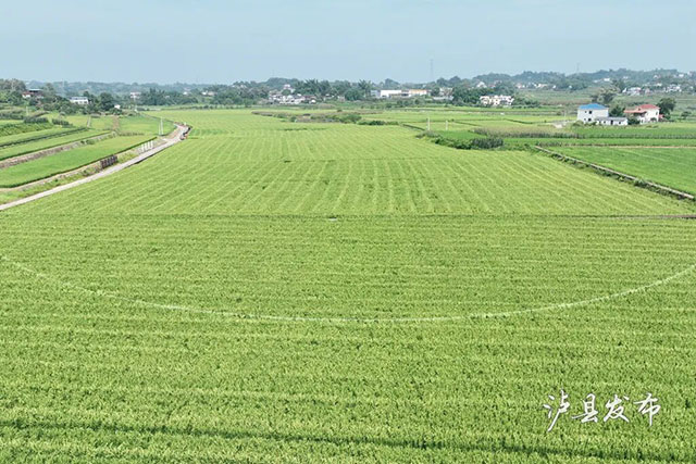 无人机赶花VS拉绳赶花!泸县稻田里藏着热闹的夏耕图景(图6) 6.jpg
