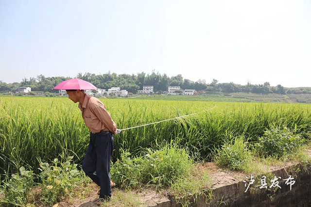 无人机赶花VS拉绳赶花!泸县稻田里藏着热闹的夏耕图景(图5) 5.jpg