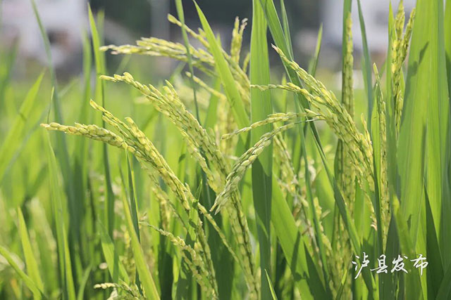 无人机赶花VS拉绳赶花!泸县稻田里藏着热闹的夏耕图景(图7) 7.jpg
