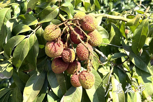 西南最大单一品种荔枝园开摘!泸县“妃子笑”远销沿海地区(图1) 1.jpg
