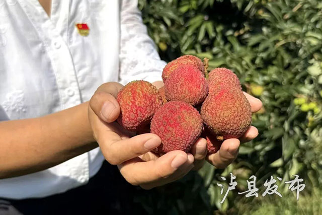 西南最大单一品种荔枝园开摘!泸县“妃子笑”远销沿海地区(图2) 2.jpg
