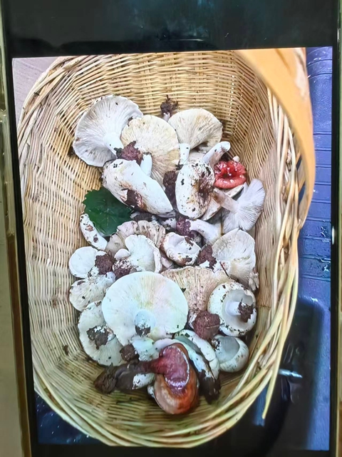 一筐毒蘑菇,泸州女子被毒翻送医院(图1) 1.jpg