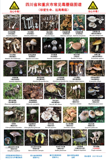 一筐毒蘑菇,泸州女子被毒翻送医院(图3) 3.jpg