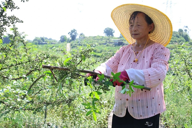 鲜麻了!今年龙马潭的第一茬青花椒,开售→(图4) 4.jpg