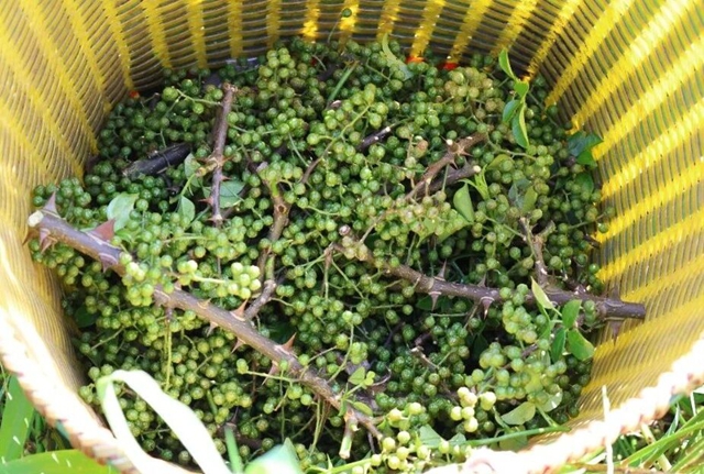 鲜麻了!今年龙马潭的第一茬青花椒,开售→(图9) 9.jpg