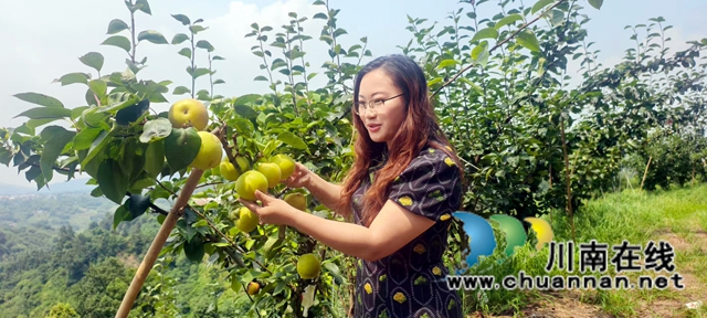 纳溪区打古镇:八小时之外 社区女干部变身“卖货郎”(图1) 图1:午休时间进果园查看梨子.jpg