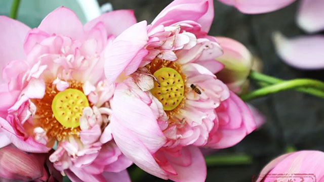 走!忠山公园赶“荷”市(图15) 15.jpg