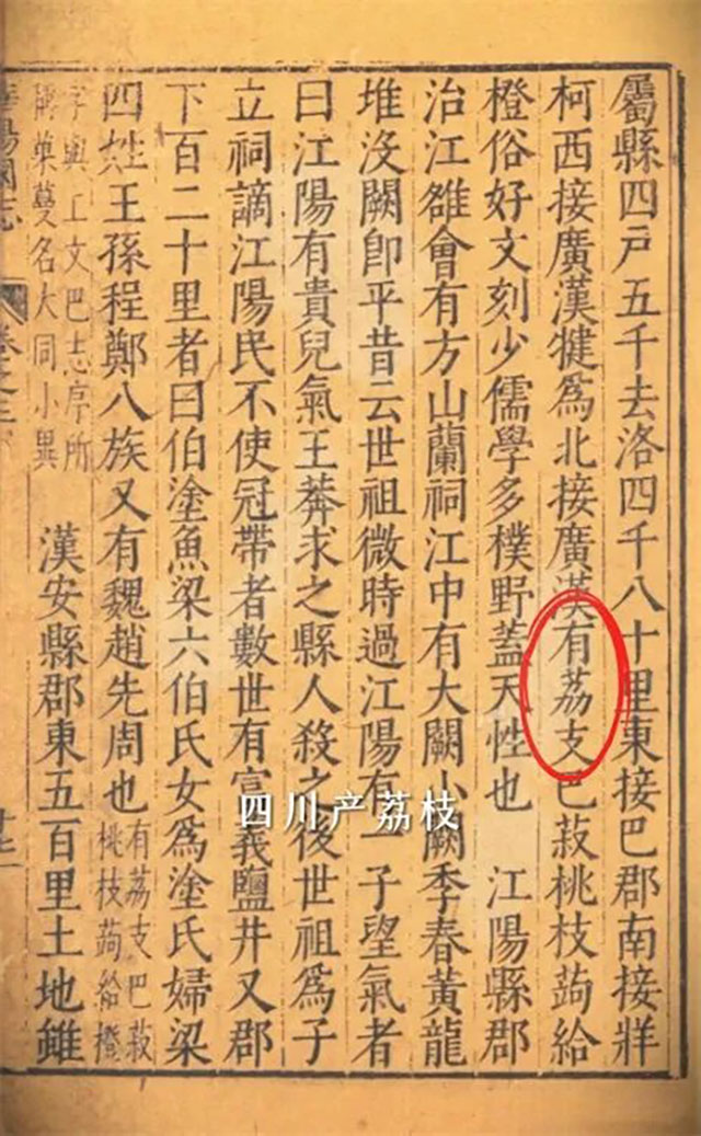 在泸州,见证一枚荔枝的千年和万里(图2) 2.jpg