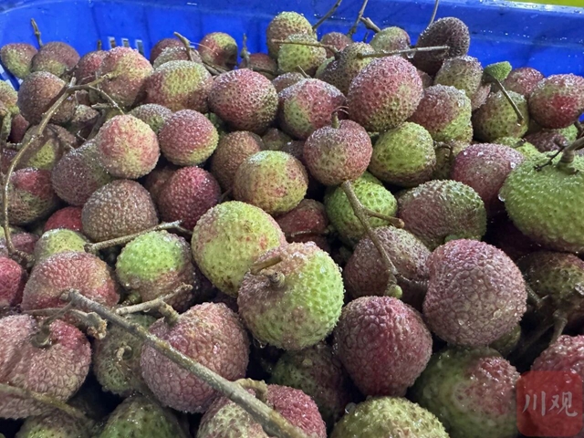 荔枝1.jpg
