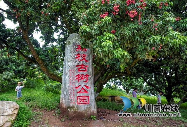 千年荔藏史 一水系文根——谈谈深耕合江荔枝文化研究实施路径