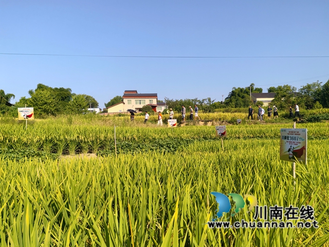 牛滩镇水稻种植大户现场参观（曾佐然摄）.jpg