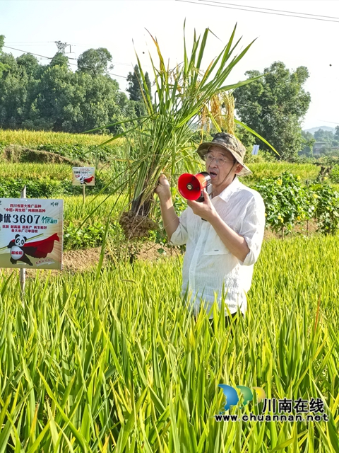 助理研究员孙华云在田间讲解水稻表现（曾佐然摄）.jpg