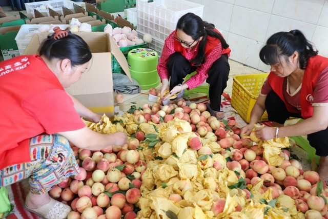 订单农业助农增收，纳溪区合面镇脆香桃挂满枝头