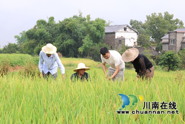龙马潭：田间除杂守“基因” 罗沙贡米焕“新香”