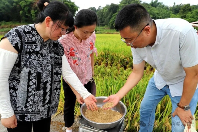 水稻2.jpg