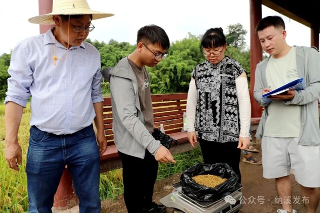 水稻3.jpg
