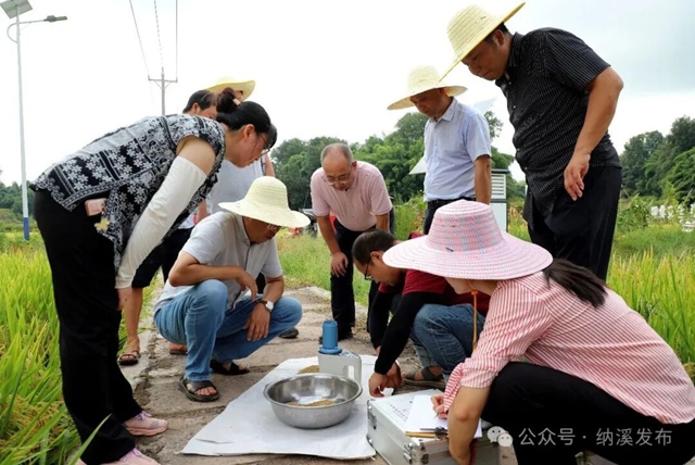 水稻4.jpg