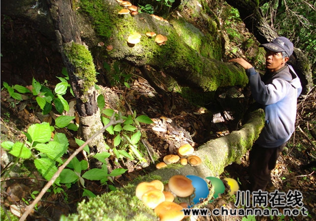 川南香菇烟火中