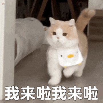 2.gif