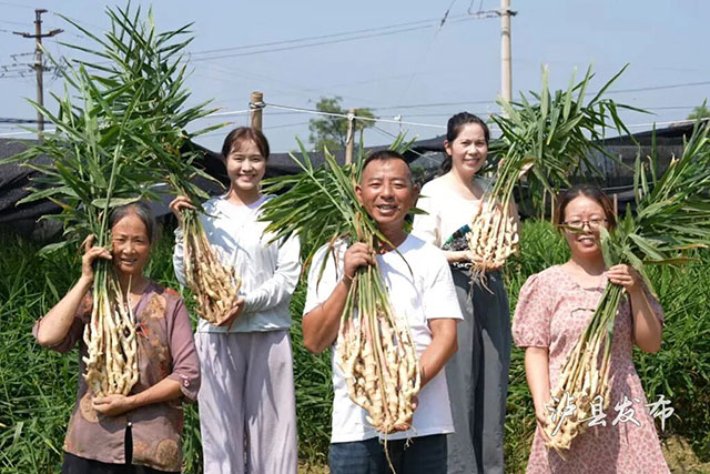 亩产4000斤！泸县牛滩生姜新鲜上市