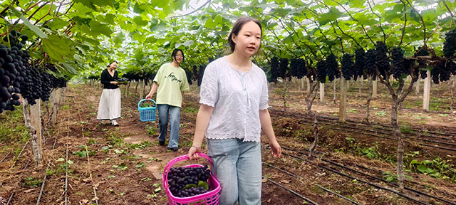 科技加持 小葡萄串起乡村振兴“甜蜜链”